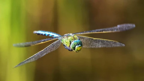 Vì sao ruồi và chuồn chuồn luôn né được cú đập của bạn?