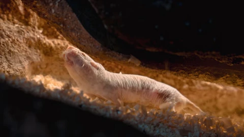 Những sinh vật đang nắm giữ chìa khóa giúp con người sống thọ hơn