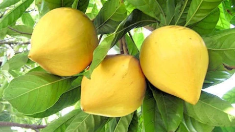 Quả trứng gà (lê-ki-ma): “siêu trái cây” vàng giàu dinh dưỡng ít người biết