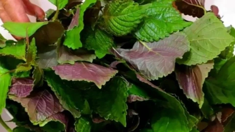 3 nhóm người không nên ăn nhiều lá tía tô