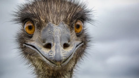 Cuộc “chiến tranh” kỳ lạ nhất lịch sử: Khi con người thua… một loài chim