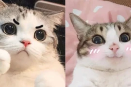 'Buôn chuyện' trên Discord, sinh viên 22 tuổi phát hiện mạng botnet tấn công DDoS nhất hành tinh