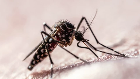 Phân tích dữ liệu đường bay, giới khoa học đã xác định chính xác những yếu tố thu hút muỗi đốt con người