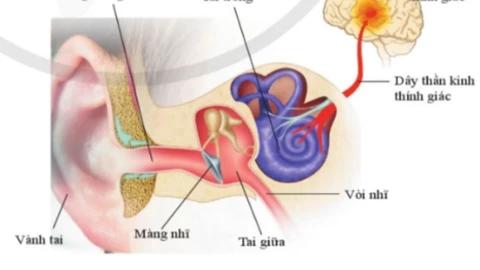 Ngoáy  tai có thể mang lại cảm giác dễ chịu ngay lúc đó, nhưng hậu quả có thể nghiêm trọng hơn bạn nghĩ