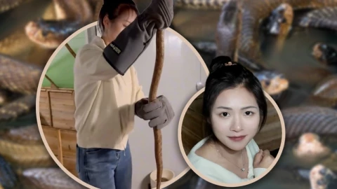 "Bỏ phố về quê" nuôi 60.000 con rắn độc, cô gái khiến dân mạng Trung Quốc sửng sốt với thu nhập