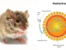 Sắp có loại virus "Covid tiếp theo" 8 ca nhiễm có tới 3 ca tử vong