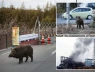Lợn hoang tại vùng phóng xạ hạt nhân Fukushima Nhật Bản trở thành "X-Lợn", đẻ ngày càng nhiều