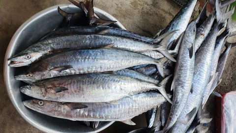 Loài cá bình dân bán đầy ngoài chợ Việt có lượng Omega-3 gấp đôi cá hồi
