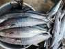 Loài cá bình dân bán đầy ngoài chợ Việt có lượng Omega-3 gấp đôi cá hồi