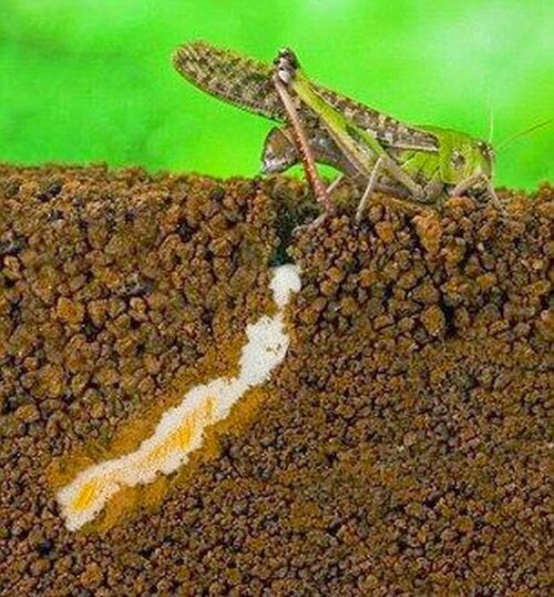 locust_laying_eggs_06.jpg