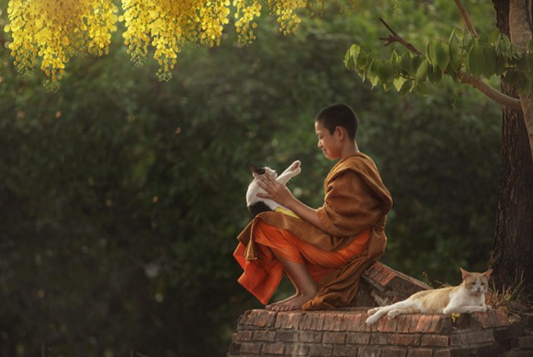 tapchinghiencuuphathoc-an-chay-song-koe-1738429805.png