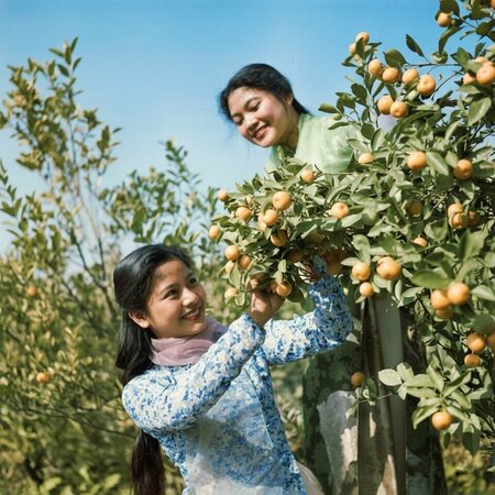 Hai cô gái tạo dáng chụp ảnh Tết trong vườn quất, Hà Nội, 1976
