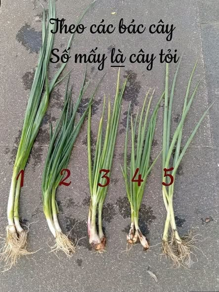Cây nào là cây tỏi?