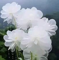 hoa trắng chùm.jpg
