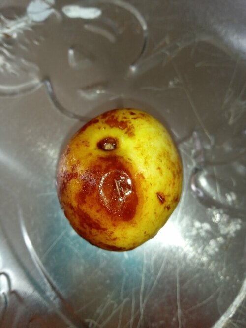 TÁO.jpg