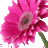 haimk