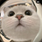 linh259