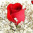 hadt6bidv