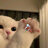 Tunggoogle070617@