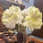 nguyenthanh.dng1987@gmail