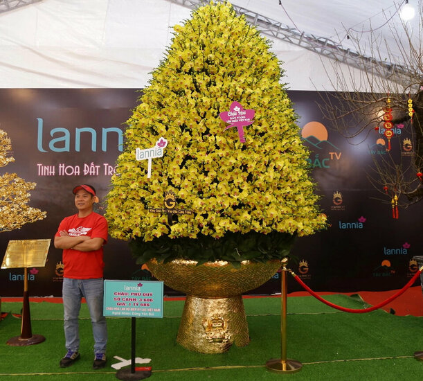 Chậu lan hồ điệp được rao bán 1,6 tỷ đồng.jpg Chậu lan hồ điệp được rao bán 1,6 tỷ đồng.jpg