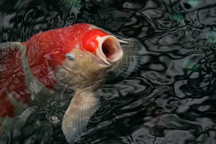 1723086175942.png 1723086175942.png