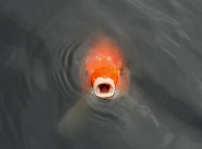 1724298239593.png 1724298239593.png