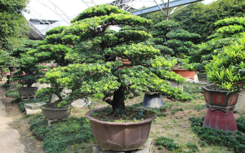 Trồng 6 loại cây này sẽ mang lại phú quý giàu sang cho gia chủ