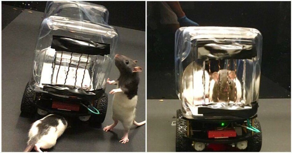 rat-car-960x504-1731552572073313696315-1731566430246-1731566430357473252685_jpg_75.jpg rat-car-960x504-1731552572073313696315-1731566430246-1731566430357473252685_jpg_75.jpg