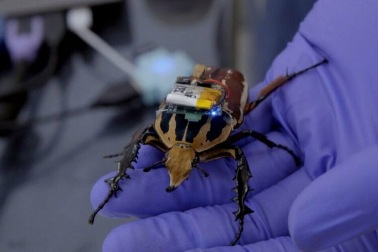 cyborg-bugs-may-be-the-future-of-search-and-rescue-missions_jpg_75.jpg