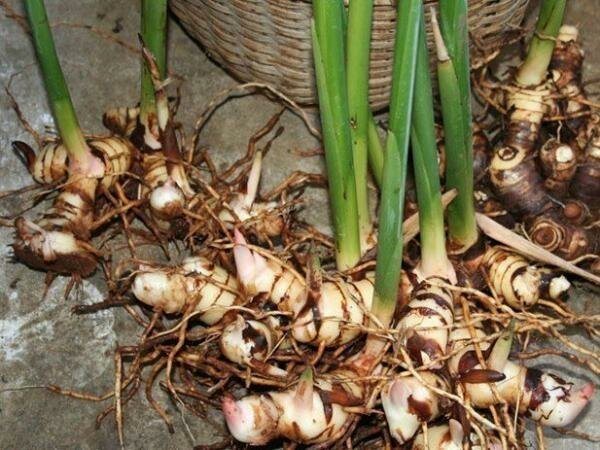 CAY RIENG_jpg_75.jpg