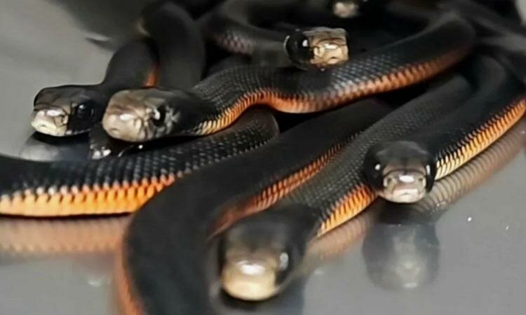 VNESnake-1738899153-1579-1738899279_jpg_75.jpg VNESnake-1738899153-1579-1738899279_jpg_75.jpg