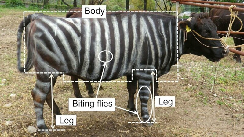 191008095125-painting-cows-zebras-trnd-17456576851821173500447-1745664898344-17456648984115696...jpg