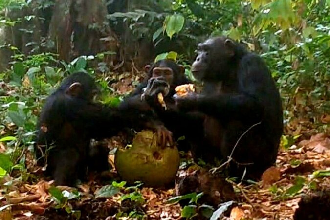 chimps-seen-sharing-boozy-fruit-904222025-74fa4420be9c4b4581ec80e17be6ec34-1745898641045148780...jpg