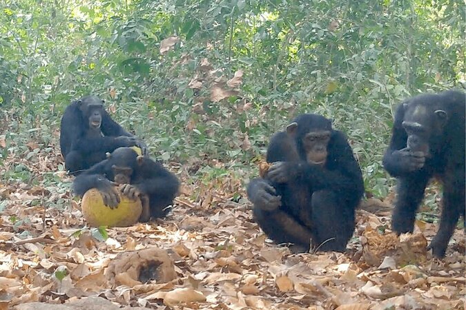 boozy-chimpsbowland-1745898625431707414236-1745905181153-1745905186230699016701_png_75.jpg