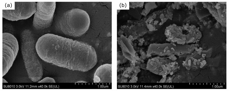 molecules-30-00674-g008_png_75.jpg molecules-30-00674-g008_png_75.jpg