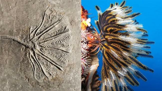 crinoid-1_jpg_75.jpg